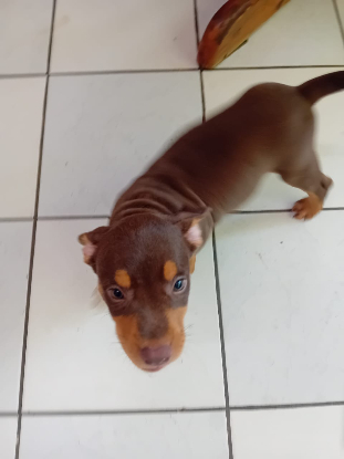 Adopter Iska
