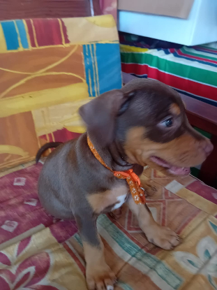 Adopter Iska