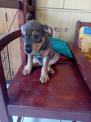 Adopter Riven