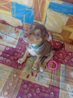 Adopter  chien : Ryker