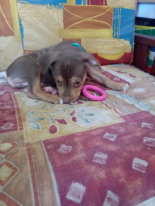Adopter Ryker