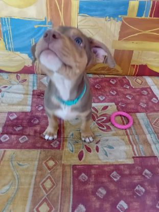 Adopter Ryker