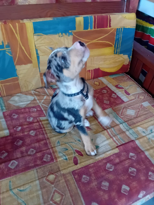 Adopter Stetson