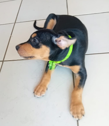 Adopter Nera