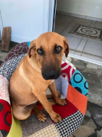 Adopter  chien : Yankee