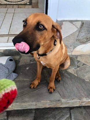 Adopter Yankee