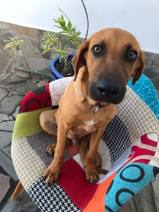 Adopter Yankee