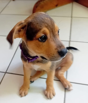 Adopter Luma