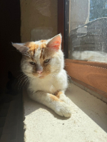 Adopter  chat : Thanos