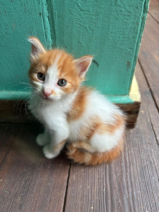 Adopter Moutsoki