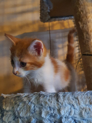 Adopter Moutsoki