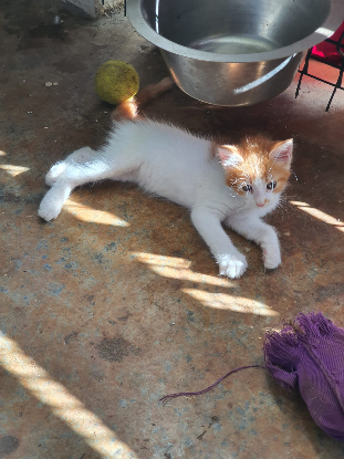 Adoption Moutsoki