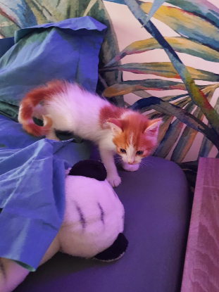 Adoption Moutsoki
