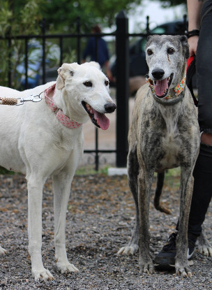 Adopter Dalila et brava