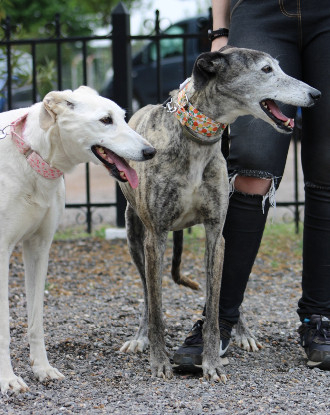 Adopter Dalila et brava