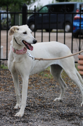 Adopter Dalila et brava