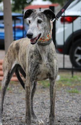 Adoption Dalila et brava