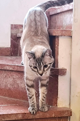 Adopter Ted