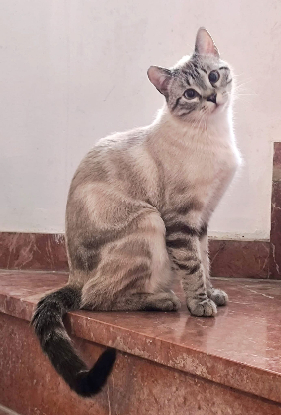Adopter Ted