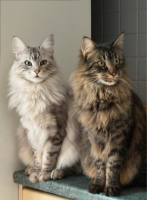Adopter  chat : Maine et coon