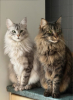 Maine et coon