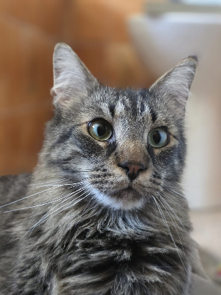Adopter Maine et coon