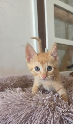 Adopter Kevin