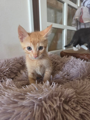 Adopter Kevin