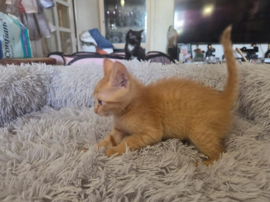 Adopter Kevin