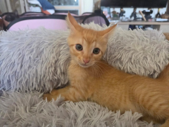 Adoption Kevin
