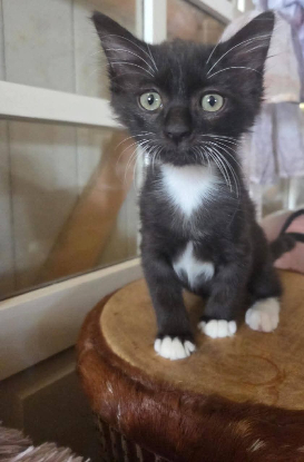 Adopter Nico
