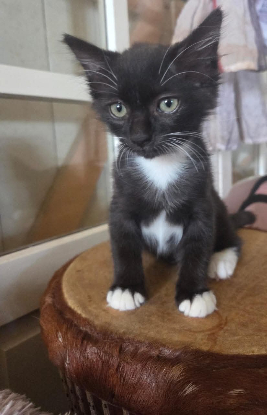 Adopter Nico