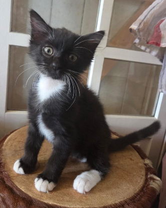 Adopter Nico