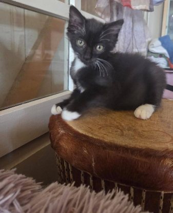 Adoption Nico