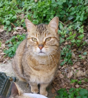 Adopter  chat : Rosy