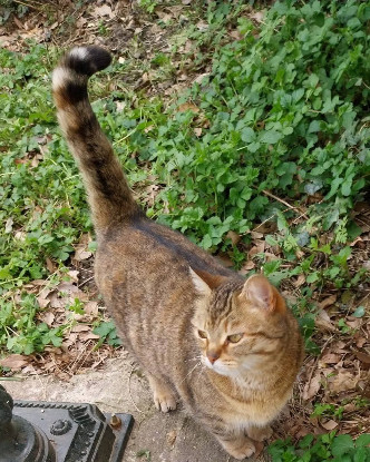 Adopter Rosy