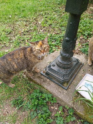 Adopter Iris