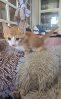 Adopter  chat : Shirley