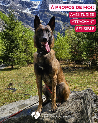 Adopter Loki