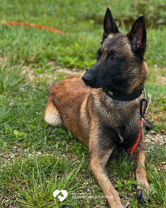 Adopter Loki