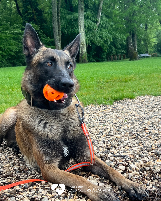 Adoption Loki