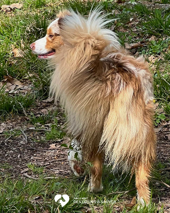 Adopter Uno