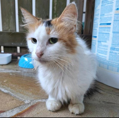 Adopter Pénélope