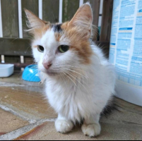 Adopter  chat : Pénélope