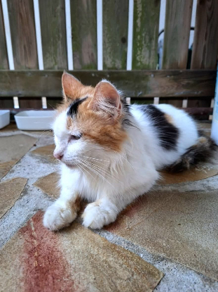 Adopter Pénélope