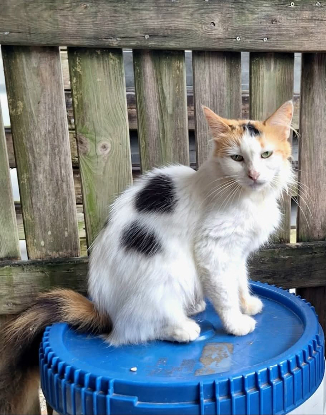 Adopter Pénélope