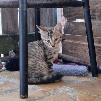 Adopter Louana