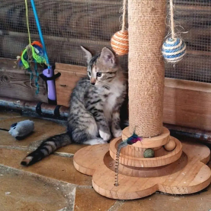 Adopter Louana