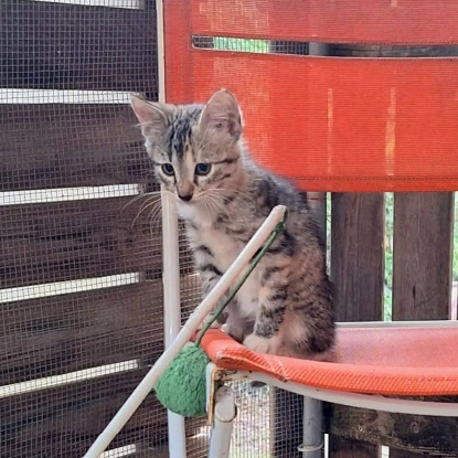 Adoption Louana