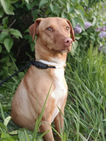 Adopter  chien : Tulipan